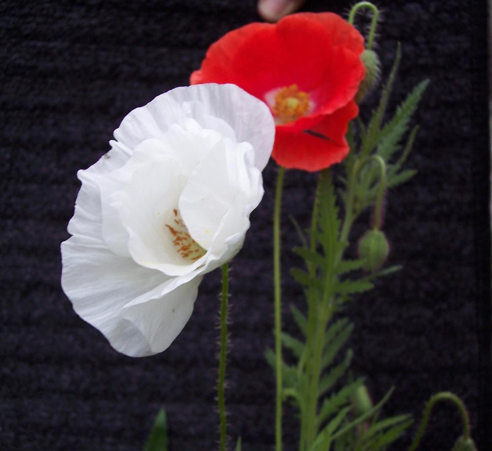 Papaver rhoeas bianco